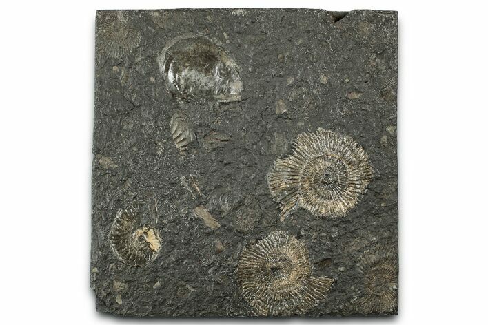 Fossil Ammonite Cluster - Posidonia Shale, Germany #358379